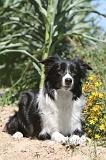 BORDER COLLIE 199